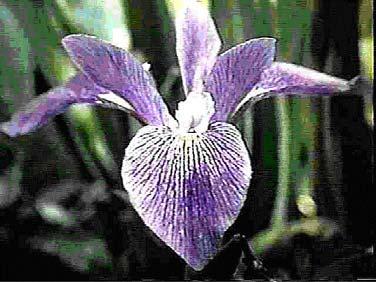 Figure 2: Iris Verginica (Left). Parts of a flower. Note the Sepal and the petal. (Source: http://www.bbg.org/gar2/topics/botany/parts_flower_parts.