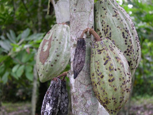 be removed and destroyed to reduce spread.[?] Figure 6: TOP: Healthy cocoa pods. BOTTOM: Cocoa suffering black pod.