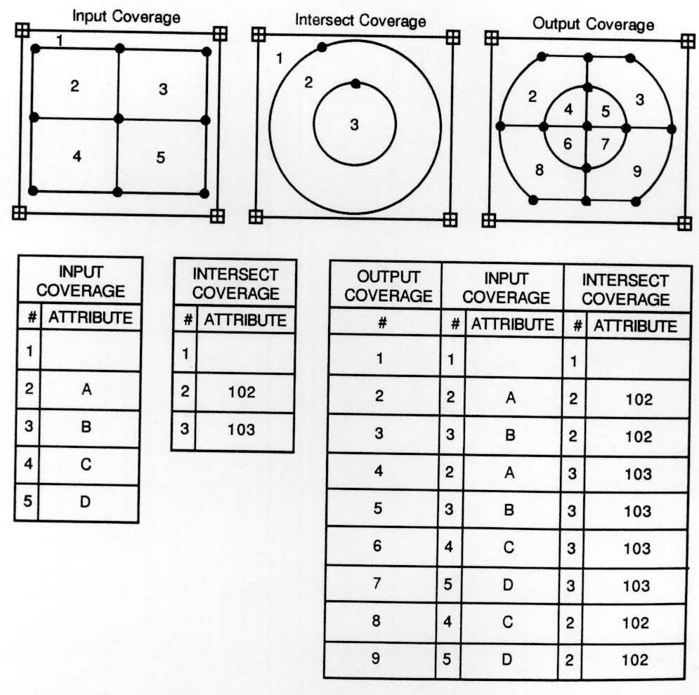 The graphics and tables below show an intersect overlay operation. Compare the output geometry and attribute table with the preceding union output geometry and attribute table.