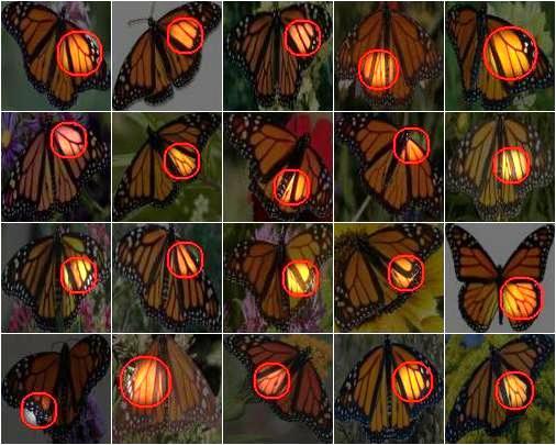 Foreground focus: Unsupervised learning from partially matching images. IJCV, 85(2):143 166, 2009. [17] D. Parikh and K. Grauman.