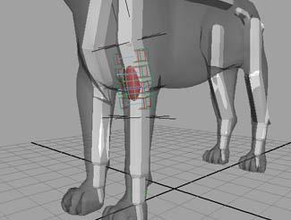 Beyond the lesson In this lesson you learned how to create a muscle attached to two joints. You can find the completed file for this lesson, Sabertooth_Create_End.