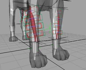 This automatically fills in the Replace field. 4 Select the front leg muscle surface.