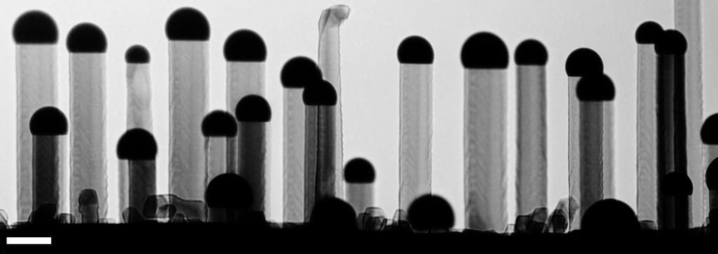 Nanowires are very small vertical