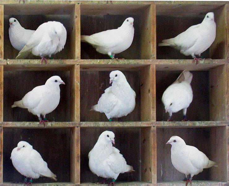 The Pigeonhole Principle (informal) You can t put k+ pigeons into k holes without putting two