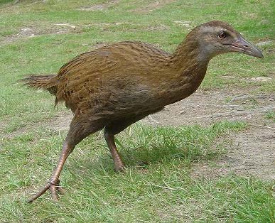 WEKA The Weka is an endemic bird of New Zealand or.