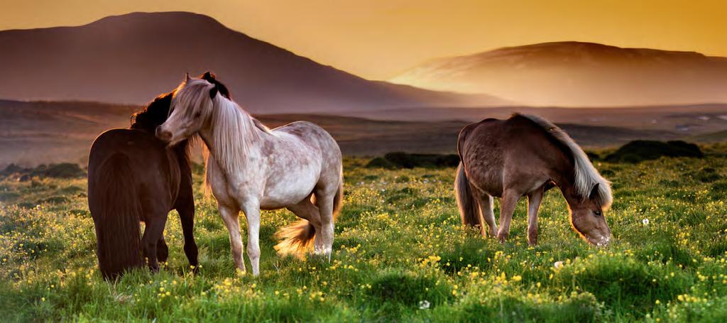 BORN TO BE WILD, BORN TO BE ICELANDIC HORSES Iceland in the vast region of the south