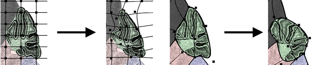 Figure : Close-up of the cerebellum on a cross-section of a mouse brain. Initial embedding in a uniform grid and its deformation using free-form deformations (left).