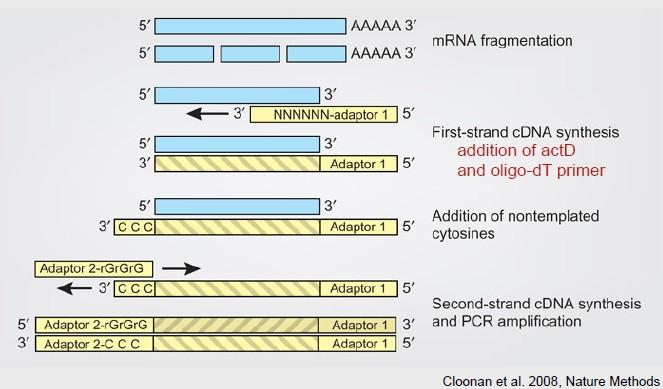 Strand-specific RNA-Seq