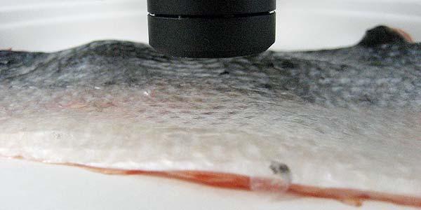 INTRODUCTION: The morphology, patterns, and other features of a fish scale are studied using the Nanovea 3D Non-Contact Profilometer.