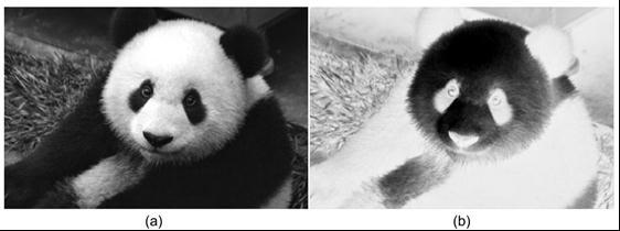 Example: Negative Transform (a) A panda Image