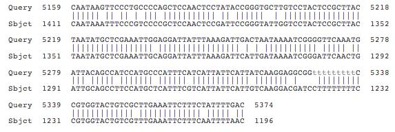 In the first blastn hit, blastn reported 6 different alignment blocks to the subject sequence the legless mrna from D. melanogaster.
