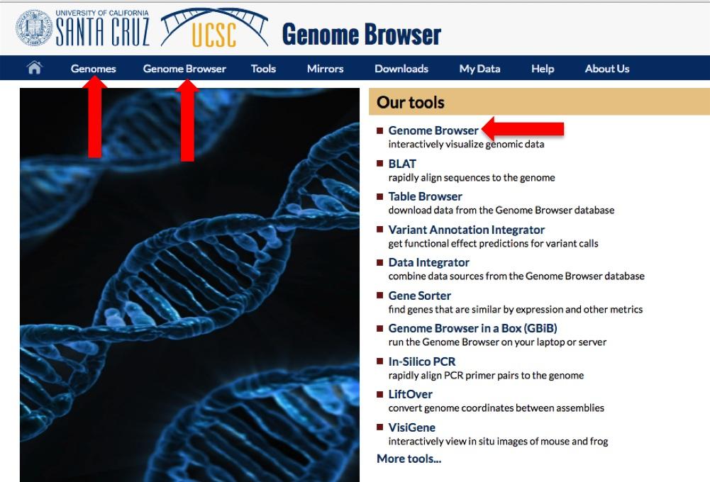 Access to the genome browser is through the Genomes links in the top menu bar, or through the Genome Browser link at the top of Our tools.