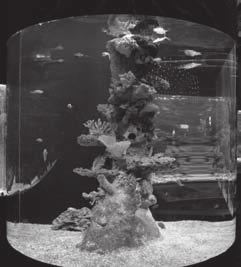 Warm Up A cylindrical fish tank provides a 360 view! The height of the cylindrical fish tank is 300. The length of the diameter of the base is 27.50.
