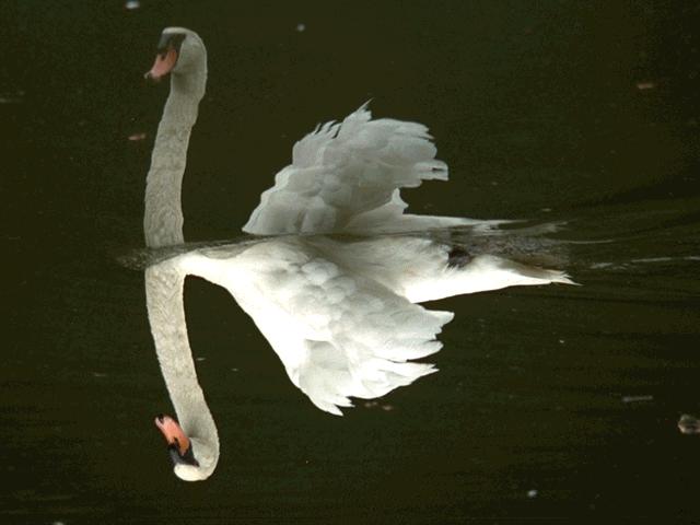 In this example, a flower will dissolve into a swan. The screen starts with a picture of the flower. As the flower gradually fades away, the swan gradually appears.