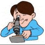 The Light Microscope Guidelines for Use Always carry with 2 hands Only use lens paper