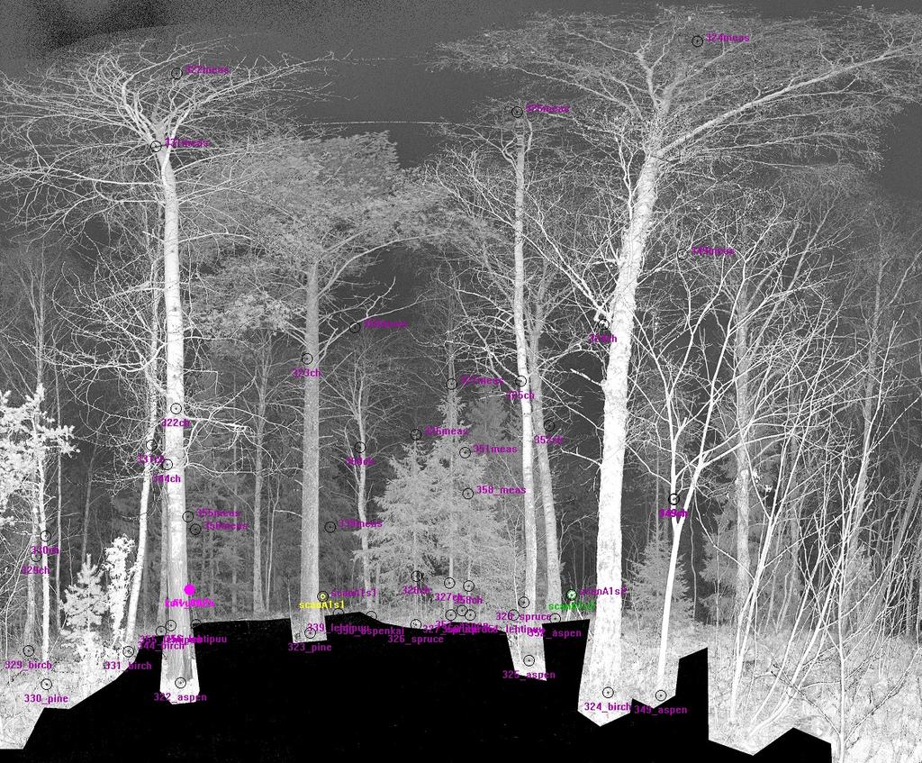 TLS and forest detection FARO intensity image of mixed trees.