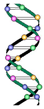 Concepts from Genetics II A chromosome is a chain of genes Each living object