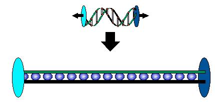 Given a problem that in some way involves a search, a genetic algorithm begins with chromosome which represents a solution