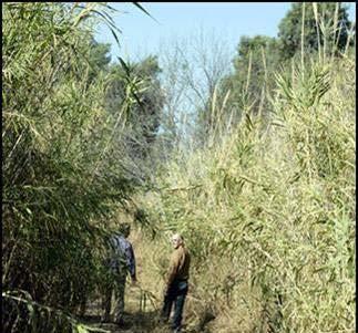 FM&E Program Initiatives Environmental Carrizo Cane The dense strands of cane prevent BP agents from viewing the river in many locations, allowing cover for illegal