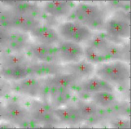 detected cells with a green plus sign. The yellow lines in Fig.
