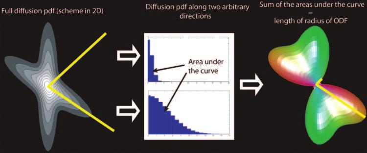 RG f Volume 26 Special Issue Hagmann et al S211 Figure 7. Diagram shows how an orientation distribution function (ODF) is computed and represented.