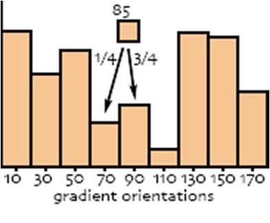 Histograms Gradient histograms measure the orientations and