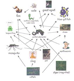 n Simple: no loops and no multiple edges V = {,,,,,,, } = { -, -, -, -, -, -, -, -, -, - } n = m = World Wide Web cological Food Web Some Graph Applications Web graph. Food web graph.