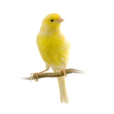 Canaries Canaries are values (typically of 4 bytes that are