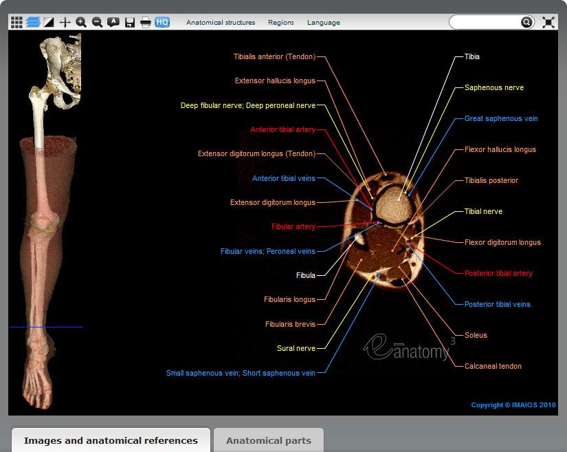 Description of a module The interface Each page of the module is subdivided into several tabs: The anatomy atlas itself in Adobe Flash with its functions The sources of the images and anatomical