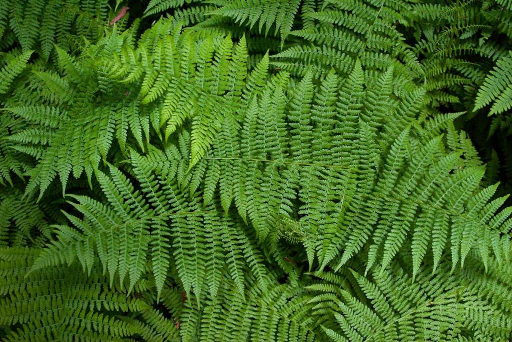 Ferns Figure: Do you see similarity at different scales?