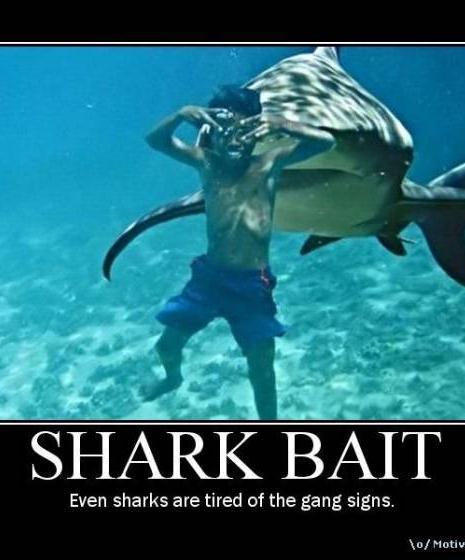 com/images/shark-bait.