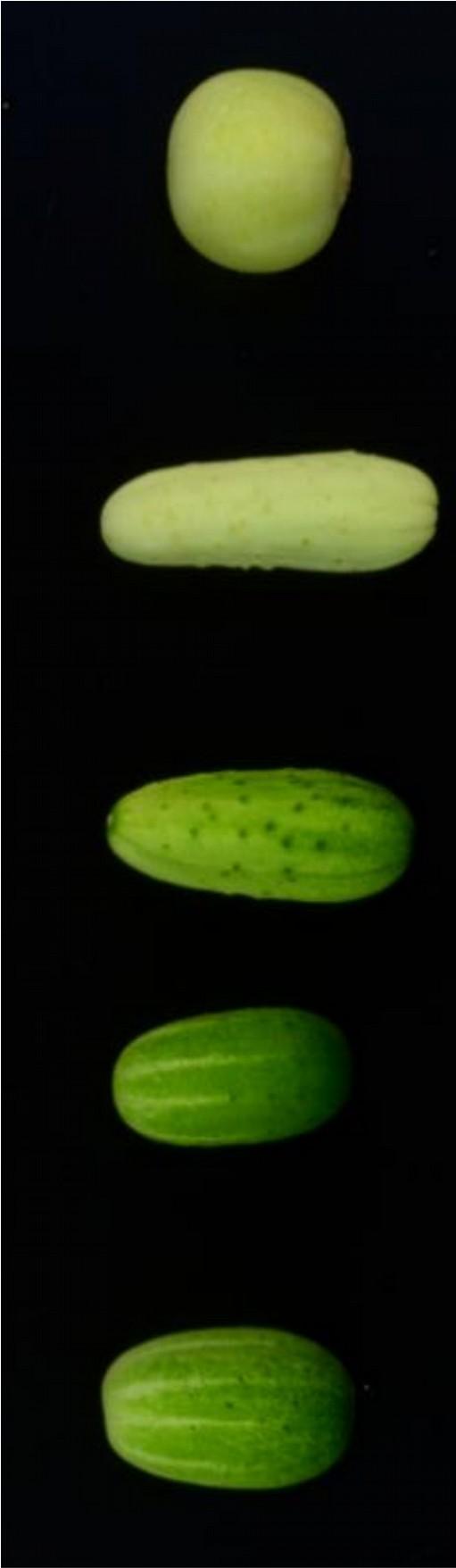 Image analysis in plant breeding Marker assisted breeding Markers: Molecular