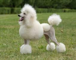 DOMINO LDAP IN A POST-POODLE WORLD "I fixed POODLE but broke