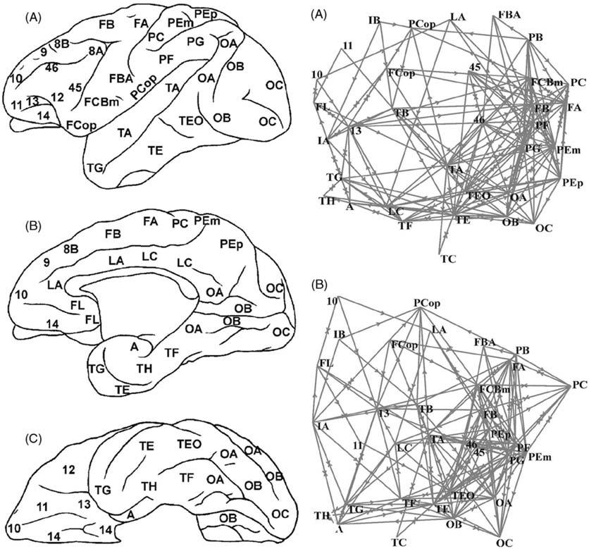 Fig. 3. Cortical connectivity maps (Stephan and others 000).