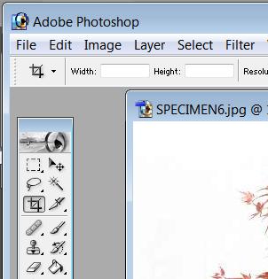 This is how you crop an image using Photoshop: Open the image and access the edit