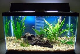 Name Date TASK: (STEM) FISH TANK FOAM PACKING DESIGN The STEM (Science, Technology, Engineering, and Math) Club has been asked to help the company, Fish Tank Experts.