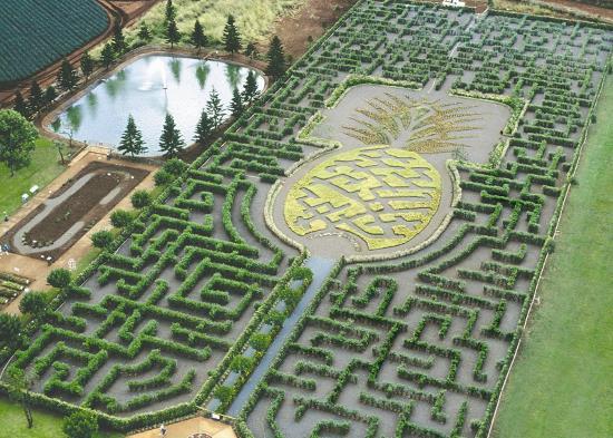 Pineapple Garden Maze), mis asub Havail Wahiawas.