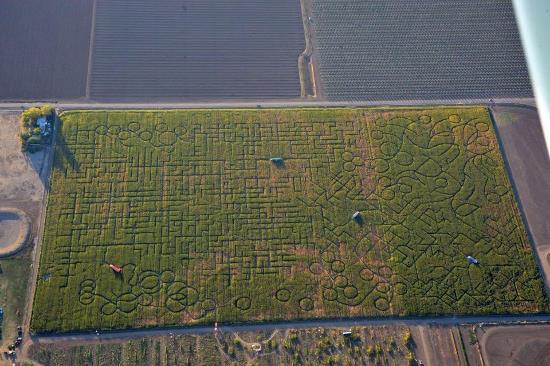 Suurim maisipõllule rajatud labürint on 24,28 ha suurune. See loodi ettevõtte Cool Patch Pumpkins poolt ja asub California osariigis Dixonis. Allikas: http://www.guinnessworldrecords.