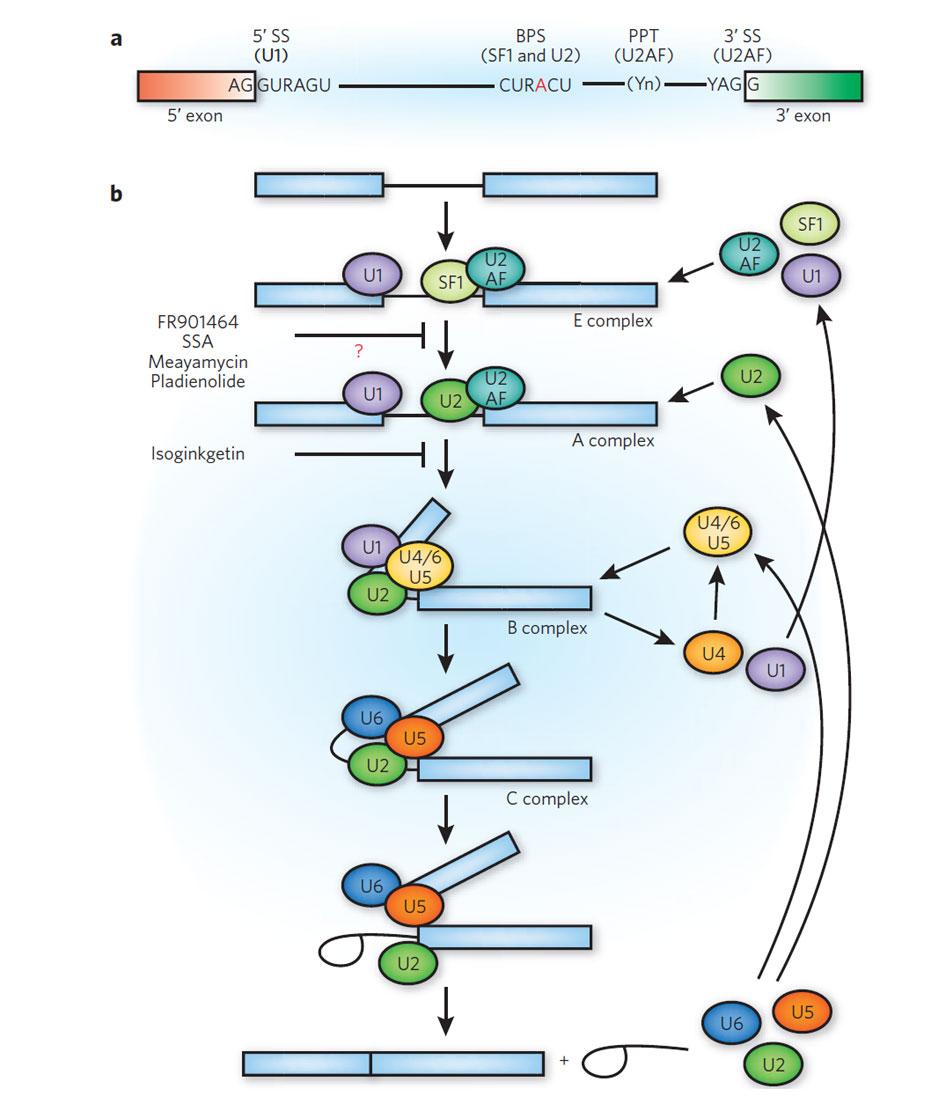 Splicing (review) (1) A spliceosome is a complex of snrna and protein subunits A spliceosome removes introns