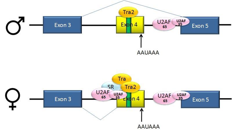: Regulation (1) graphics credit: wikipedia The intron upstream from exon 4 has a polypyrimidine tract that doesn t match the consensus sequence well, so that U2AF proteins bind poorly to it
