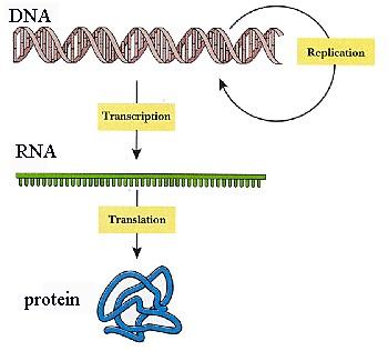 : Regulation (1) The central dogma of molecular biology.