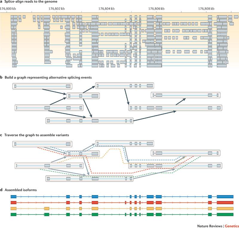 The big picture: Reference-based transcriptome assembly (1)