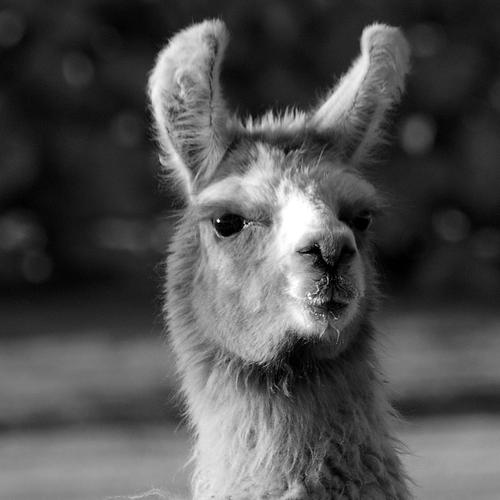 You ll want to convert this (and all other images in this lab) to a double image: >> llama = im2double(imread( llama.png )); If you do an imshow(llama), you will see a llama.
