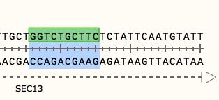 See the Matches in Sequence View In Sequence view, a matching DNA sequence on either strand will be highlighted in green.