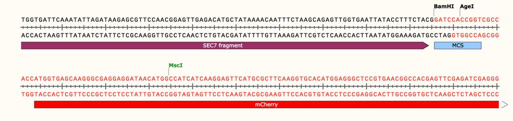 In Sequence view, the history colors illustrate more precisely where the restriction fragment was inserted.