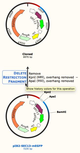 In Sequence view, the history colors illustrate more precisely where the restriction fragment was deleted.