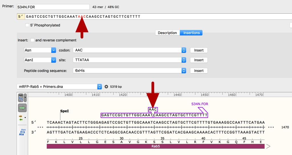 Modify the Top-Strand Primer by Insertion If the mutagenesis involves an insertion, the inserted bases will