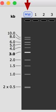Choose a MW Marker How do I choose a MW marker for an agarose gel simulation? Select the MW Marker Lane To select the MW Marker lane, click "MW" above the gel.