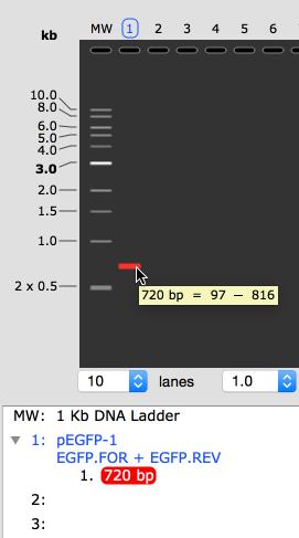Alternatively, to specify the PCR primers, click to select two primers in Map, Sequence, or Primers view.
