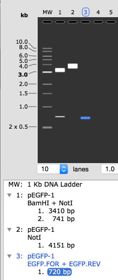 The resulting PCR amplification will appear in the next available lane in the Agarose